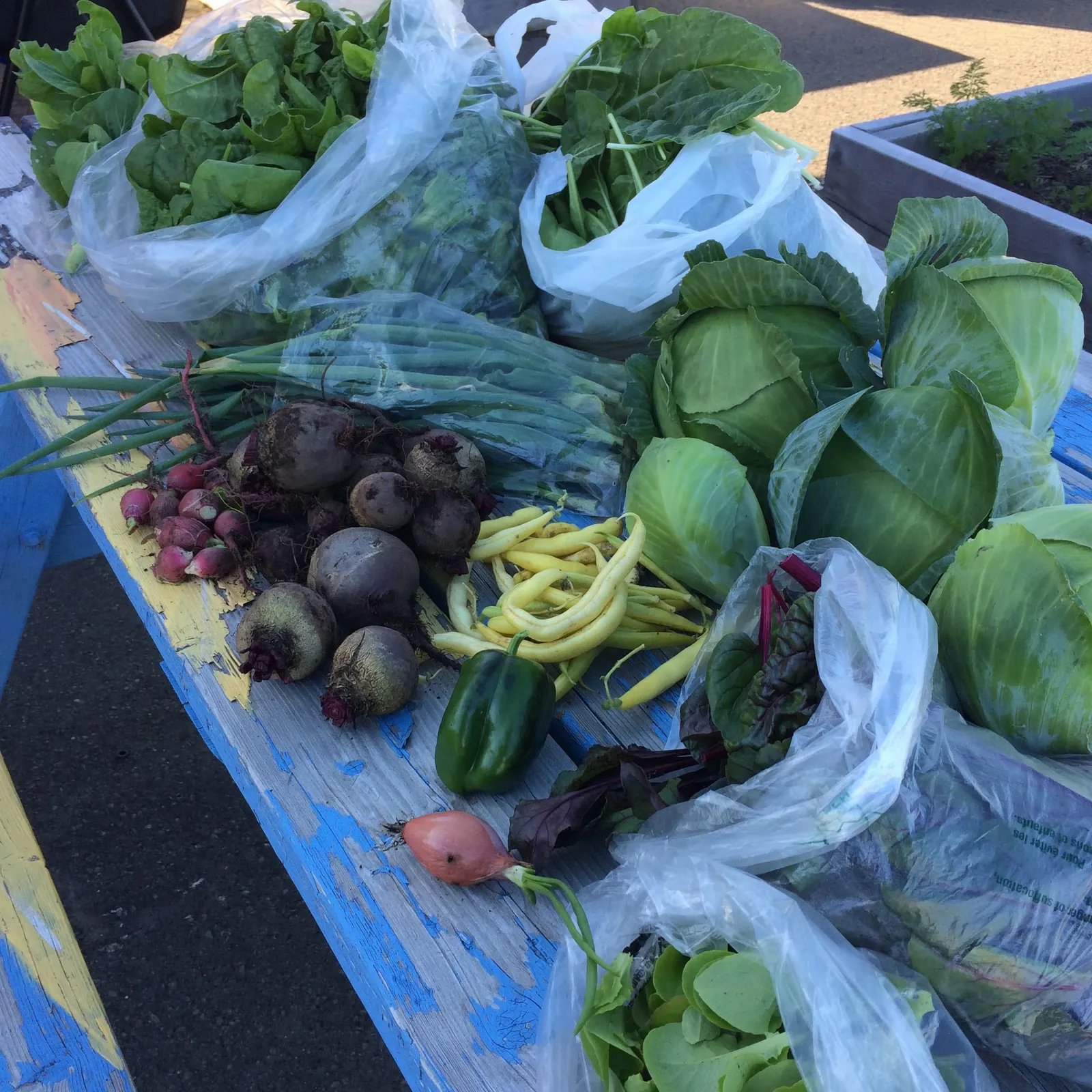 Alicia Diaz Pappas — Community Garden and food skills workshops 