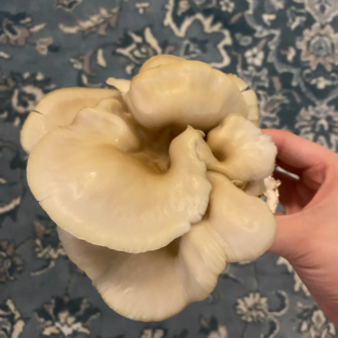 Julia Wright — MycoNurseries: Grow Column Expansion